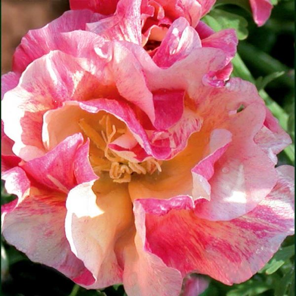 Schlafmützchen 'Rosa Romantica'