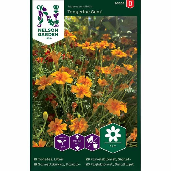Zwerg-Tagetes 'Tangerine Gem'