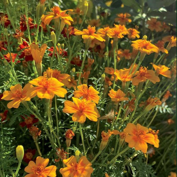 Zwerg-Tagetes 'Tangerine Gem'