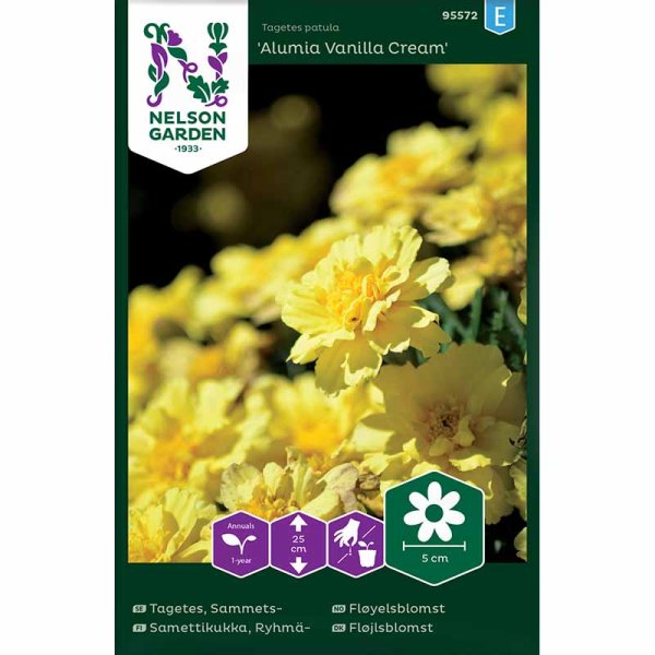 Studentenblume 'Alumia Vanilla Cream'