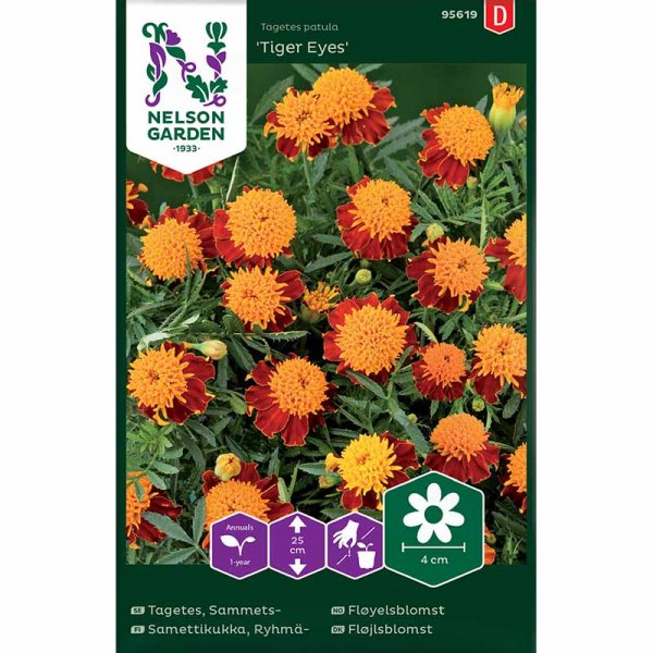 Studentenblume 'Tiger Eyes'