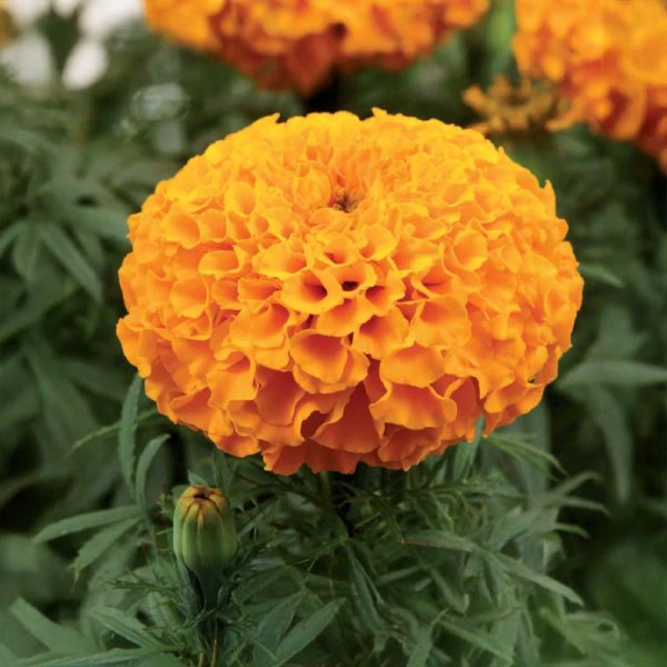 Großblütige Studentenblume 'Taishan orange'