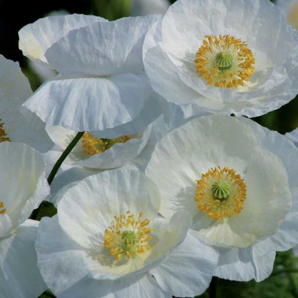 Klatschmohn 'Bridal Silk'
