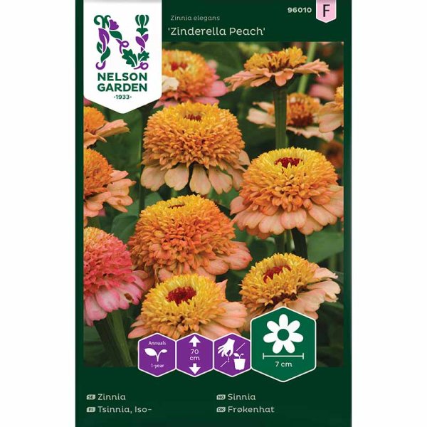 Zinnie 'Zinderella Peach'