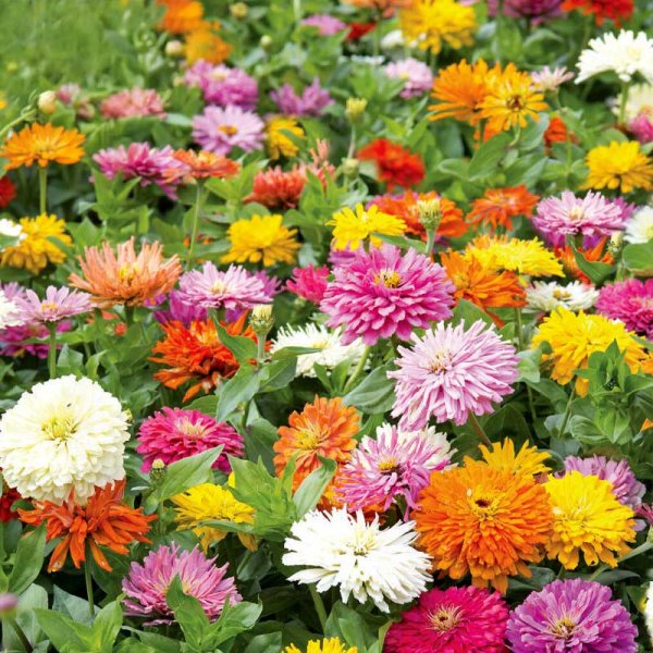 Zinnie 'Takii´s Choice'