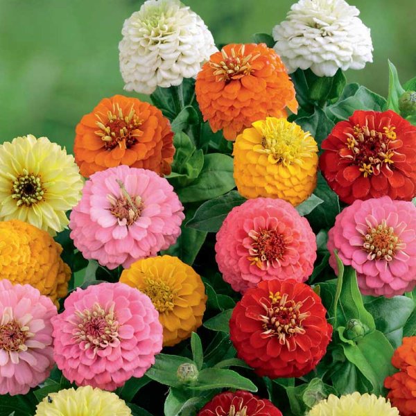 Zinnie 'Sunbow mixed'