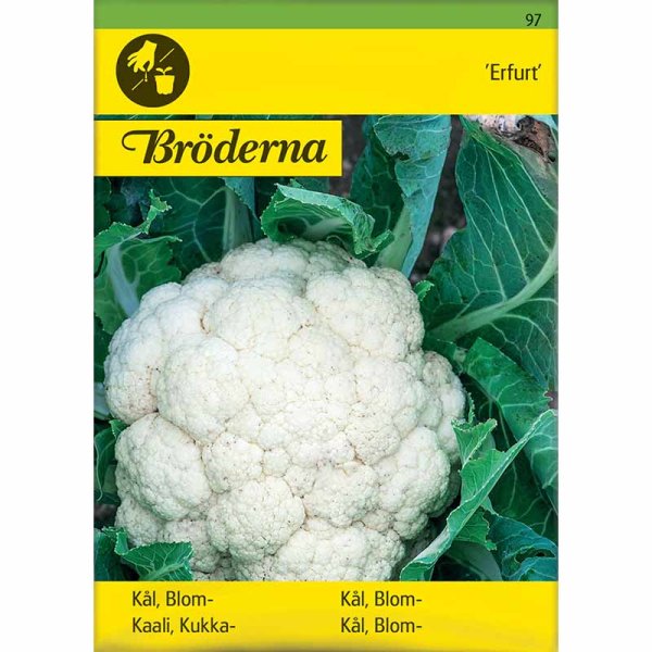 Blomkål 'Erfurt'