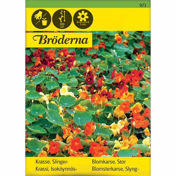 Rankende Kapuzinerkresse