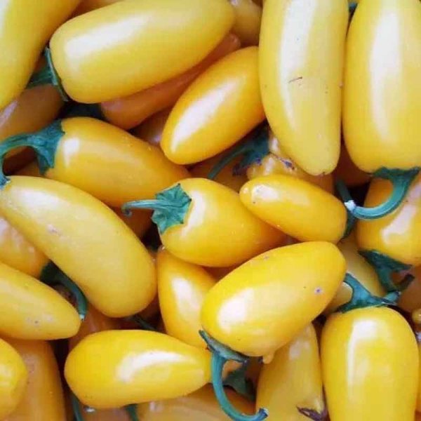 Chili 'Jalapeno lemon'