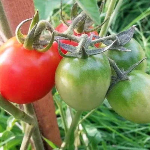Tomate 'A Grappoli Corbarino'
