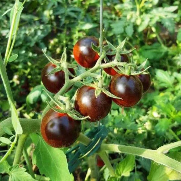 Tomate 'Black Eagle'