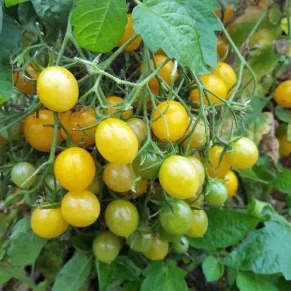 Tomate 'Mirabell'