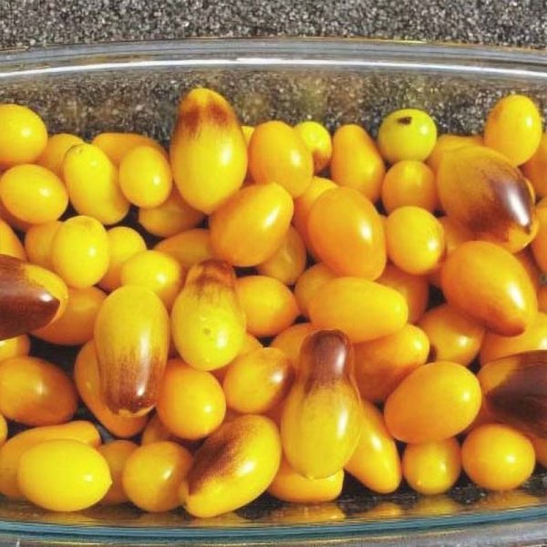 Tomate 'Indigo Pear Drops'