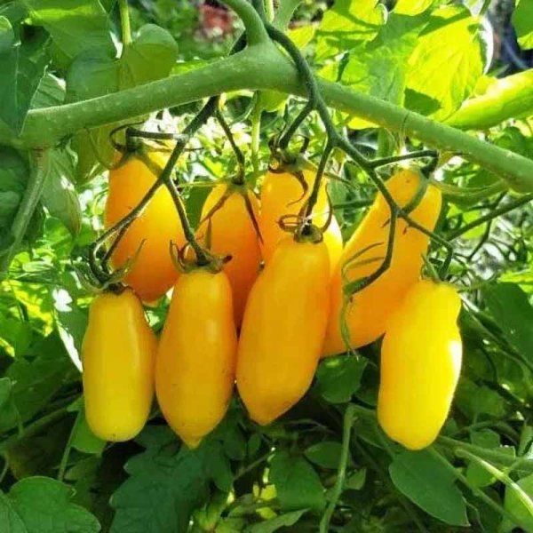 Tomate 'Tegucigalpa Yellow'