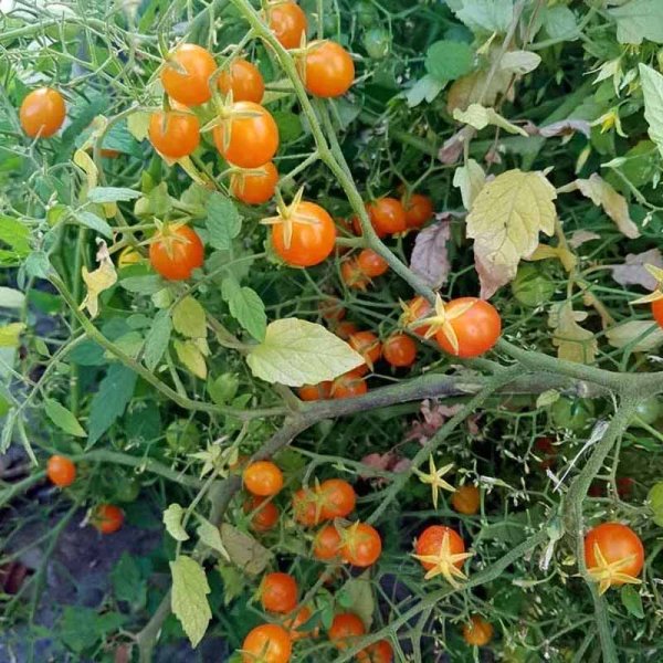 Tomate 'Microberry'