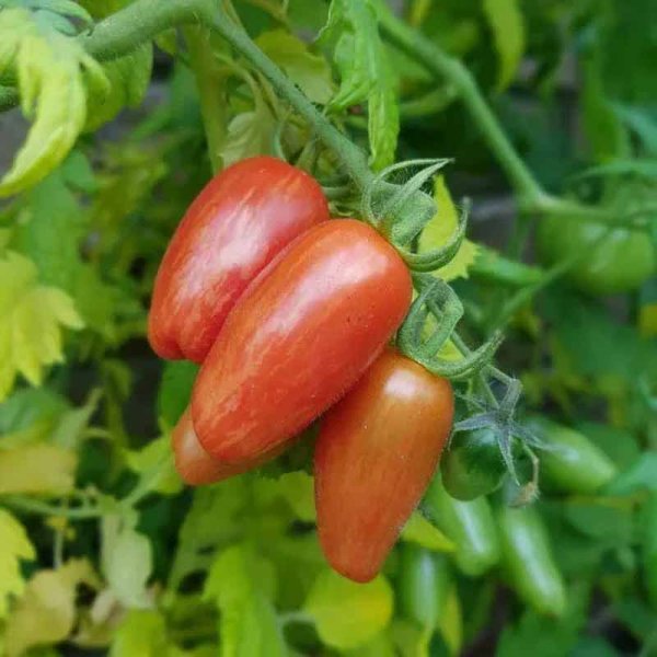 Tomate 'Sweet Casady'