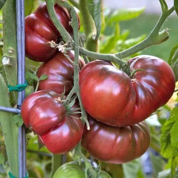 Tomate 'Black Krim'