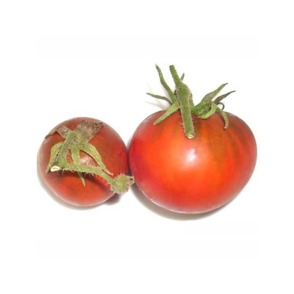 Tomate 'Black Truffle'