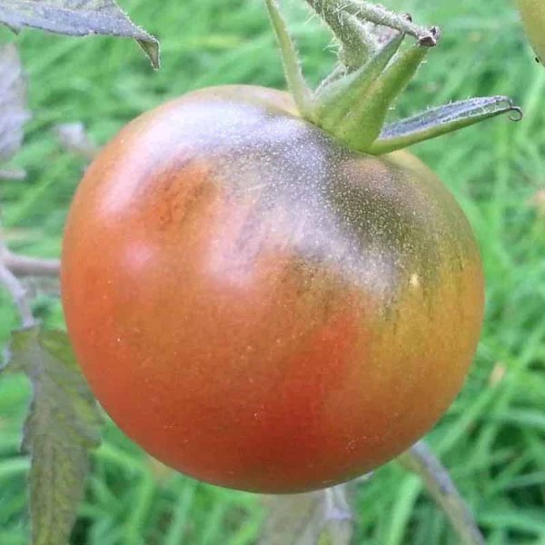 Tomate 'Purple Cherokee'