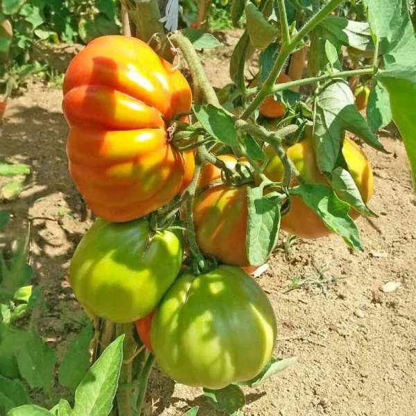 Tomate 'Cuore di Bue'