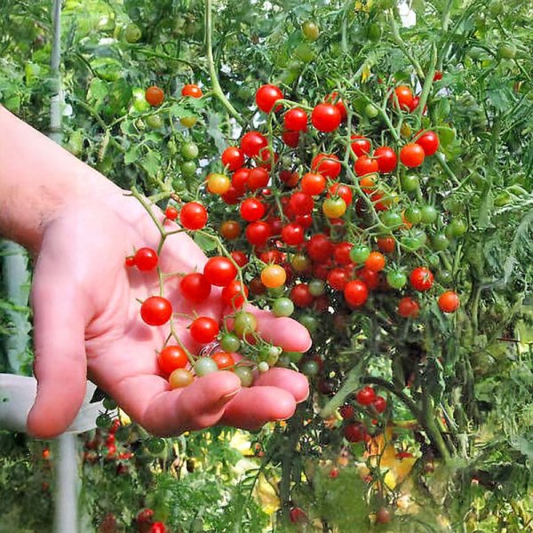 Tomate 'Currant Sweet Pea'