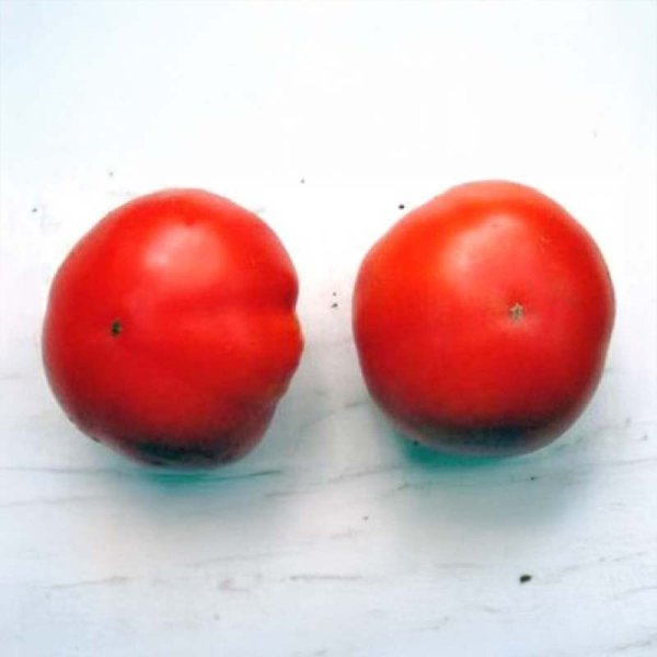 Tomate 'Marglobe'