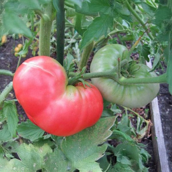 Tomate 'Ponderosa Pink'