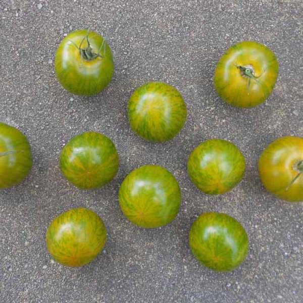Tomate 'Green Zebra'