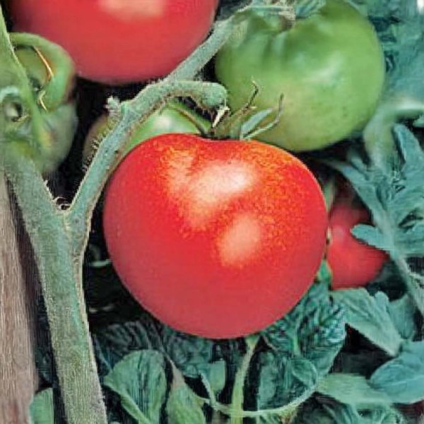 Tomate 'Thessaloniki'
