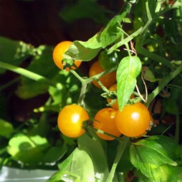 Tomate 'Gold Nugget Yellow Cherry'