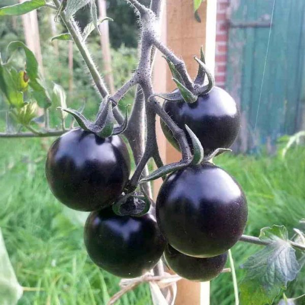 Tomate 'Indigo Rose'