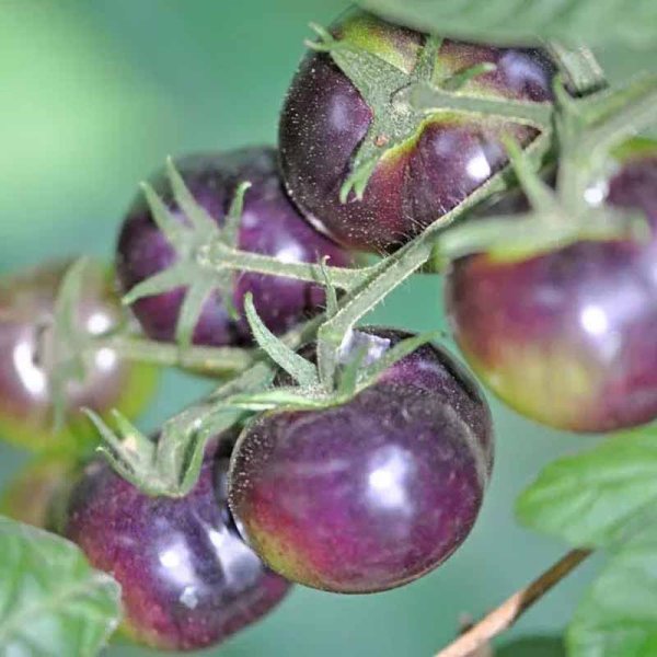 Tomate 'Blueberry'