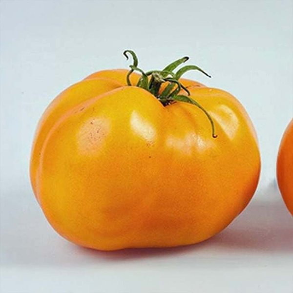 Tomate 'Golden Sunray'