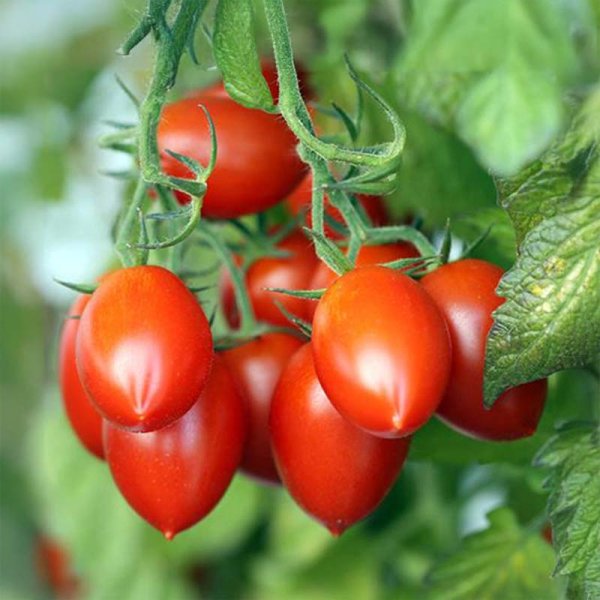 Tomate 'Fiaschetto'