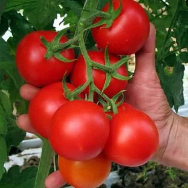 Tomate 'Tondo Liscio'
