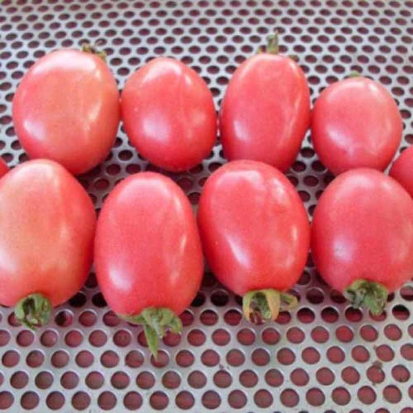 Tomate 'Pink Thai Egg'