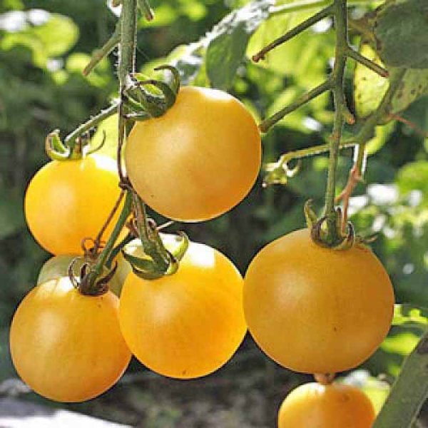 Tomate 'Cerise Jaune'