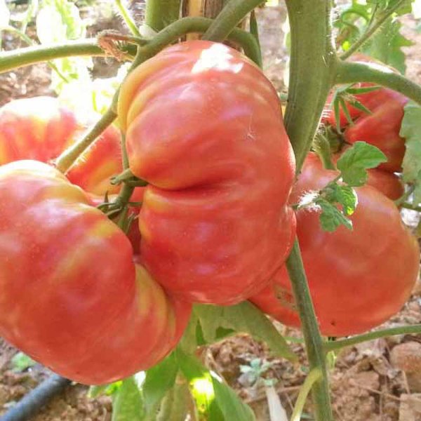 Tomate 'Corazon de Buey'