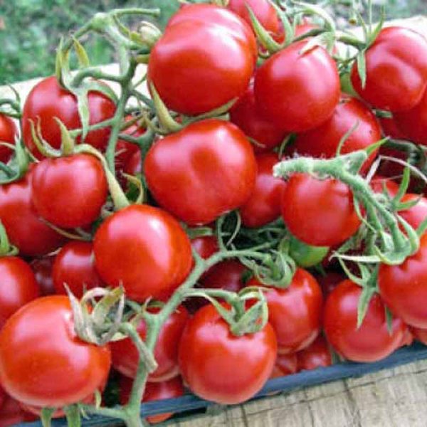 Tomate 'Tondino Maremmano'