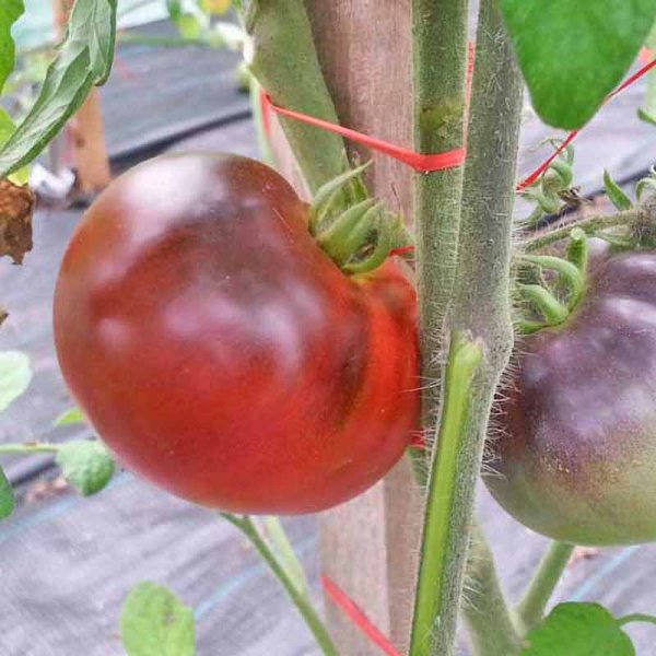 Tomate 'Indigo Apple'