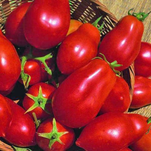 Tomate 'San Marzano Red Plum'