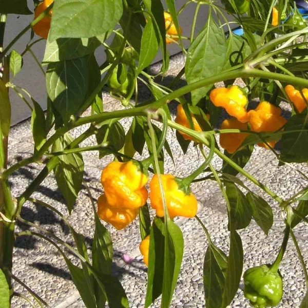 Chili 'Scotch Bonnet Yellow'