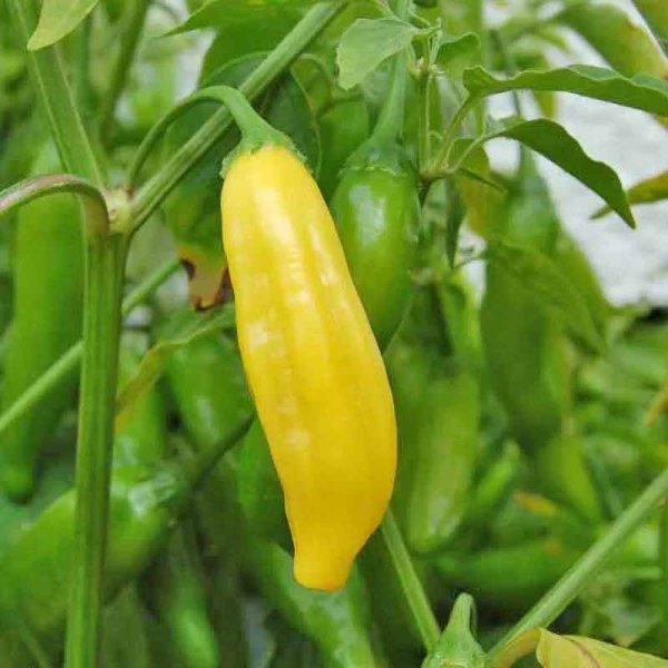 Chili 'Lemon drop'