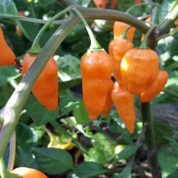 Chili 'Orange Lantern'