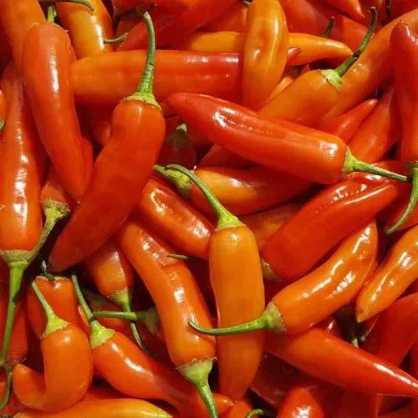 Chili 'Aji Cristal'