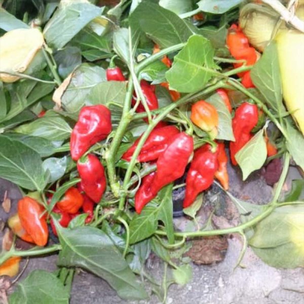 Chili 'Billy Goat'