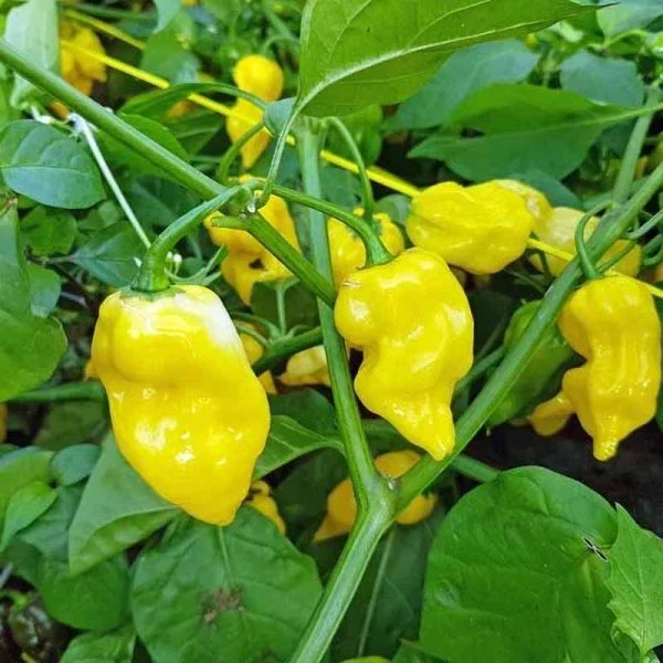 Chili 'Habanero hot lemon'