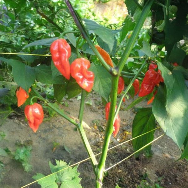 Chili 'Bhut Jolokia CPP'