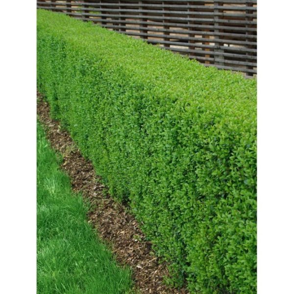 Liguster Vintergrön, 125-150cm, 5-Pack