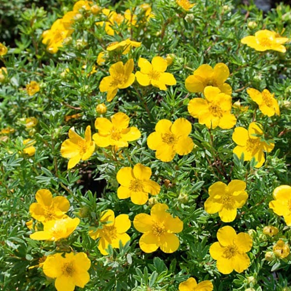 Ölandstok, 30-50cm2, 10-Pack